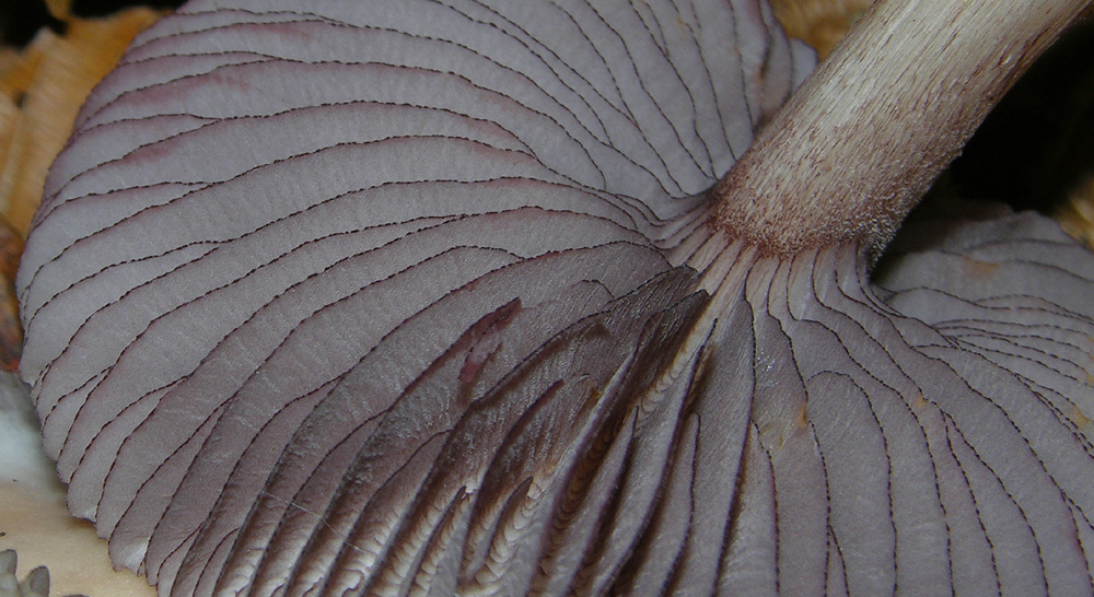 Alcune Mycena.